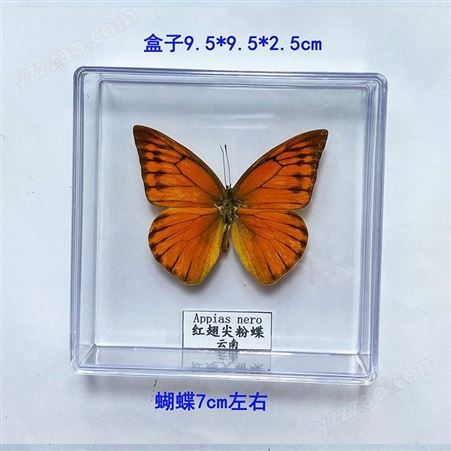 蝴蝶标本100种展示教学 昆虫实物标本 实验室教学标本 建设标本馆