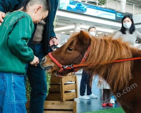 北 京景区观赏出租设特兰矮马 迷你宠物马 品种优良 提供养殖技术指导