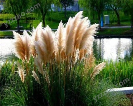 水生植物芦苇 适合在湿地河道公园池塘 芦苇苗供应