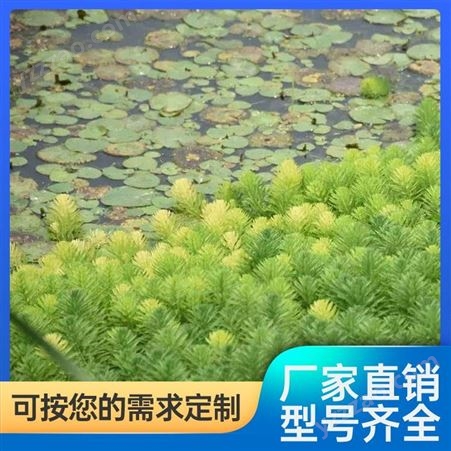 本地种苗狐尾藻生产厂家 喜温暖 耐寒 池塘河边种植